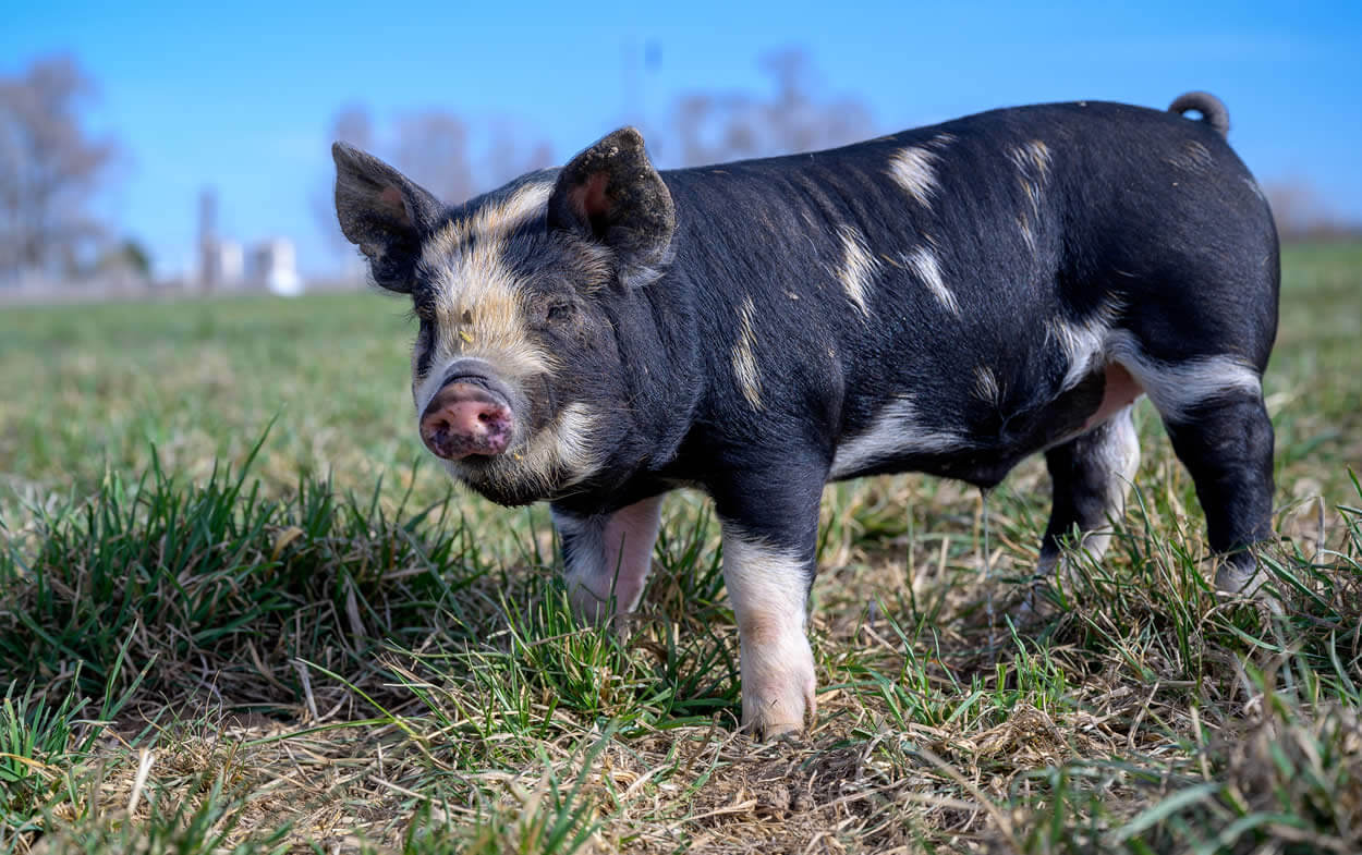 Idaho Pasture Piglets - Color White Black