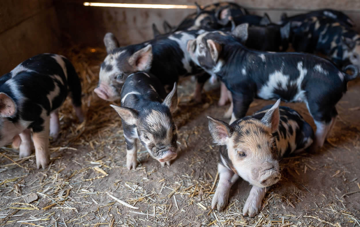 Idaho Pasture Piglets in shelter