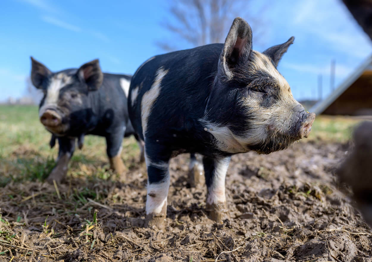 Idaho Pasture Piglets