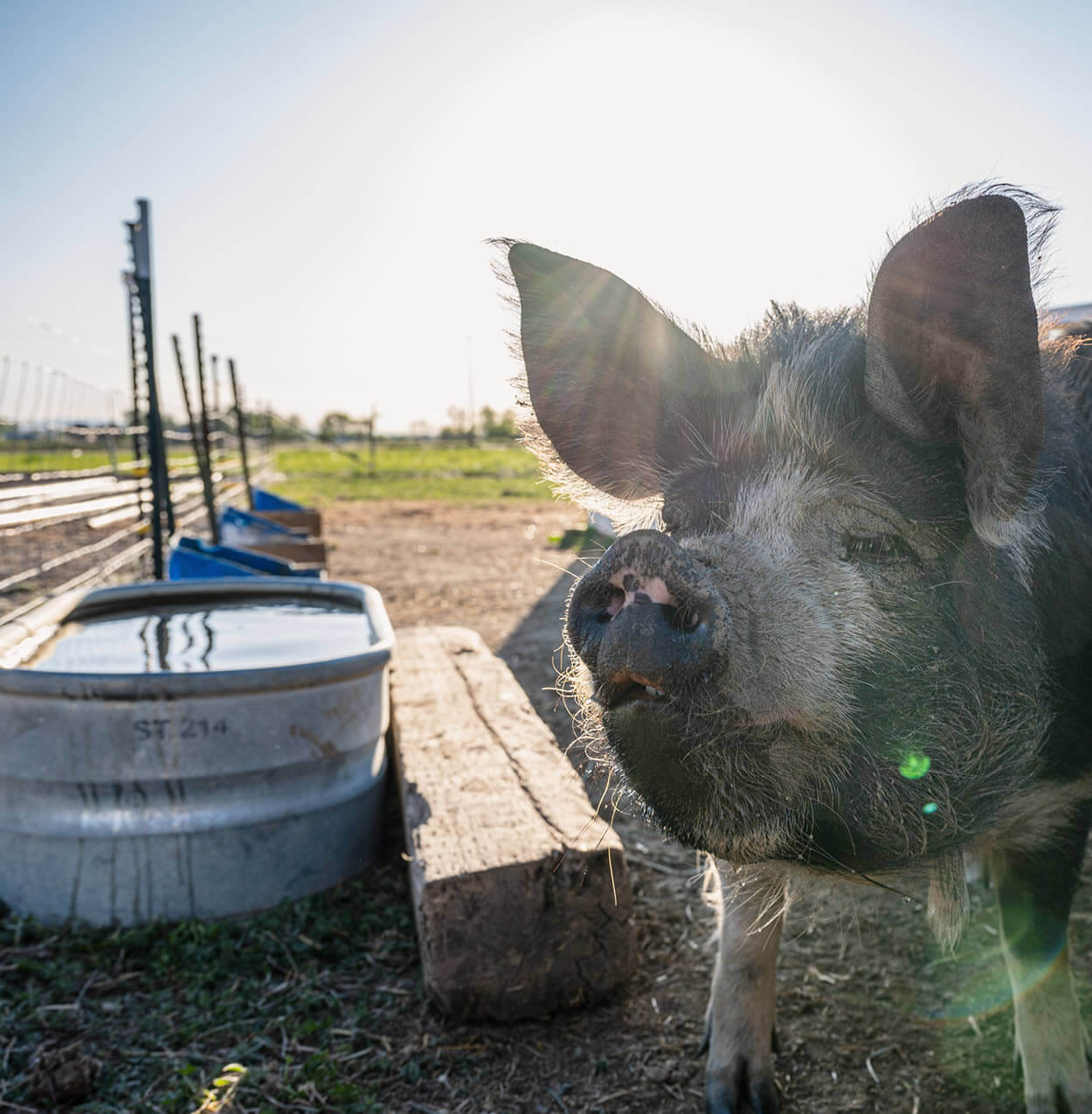 Idaho Pasture Pigs Drinking water