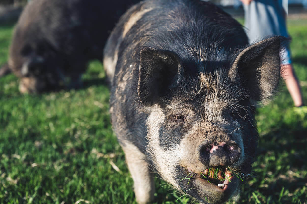 Idaho Pasture Pigs Eating Grass