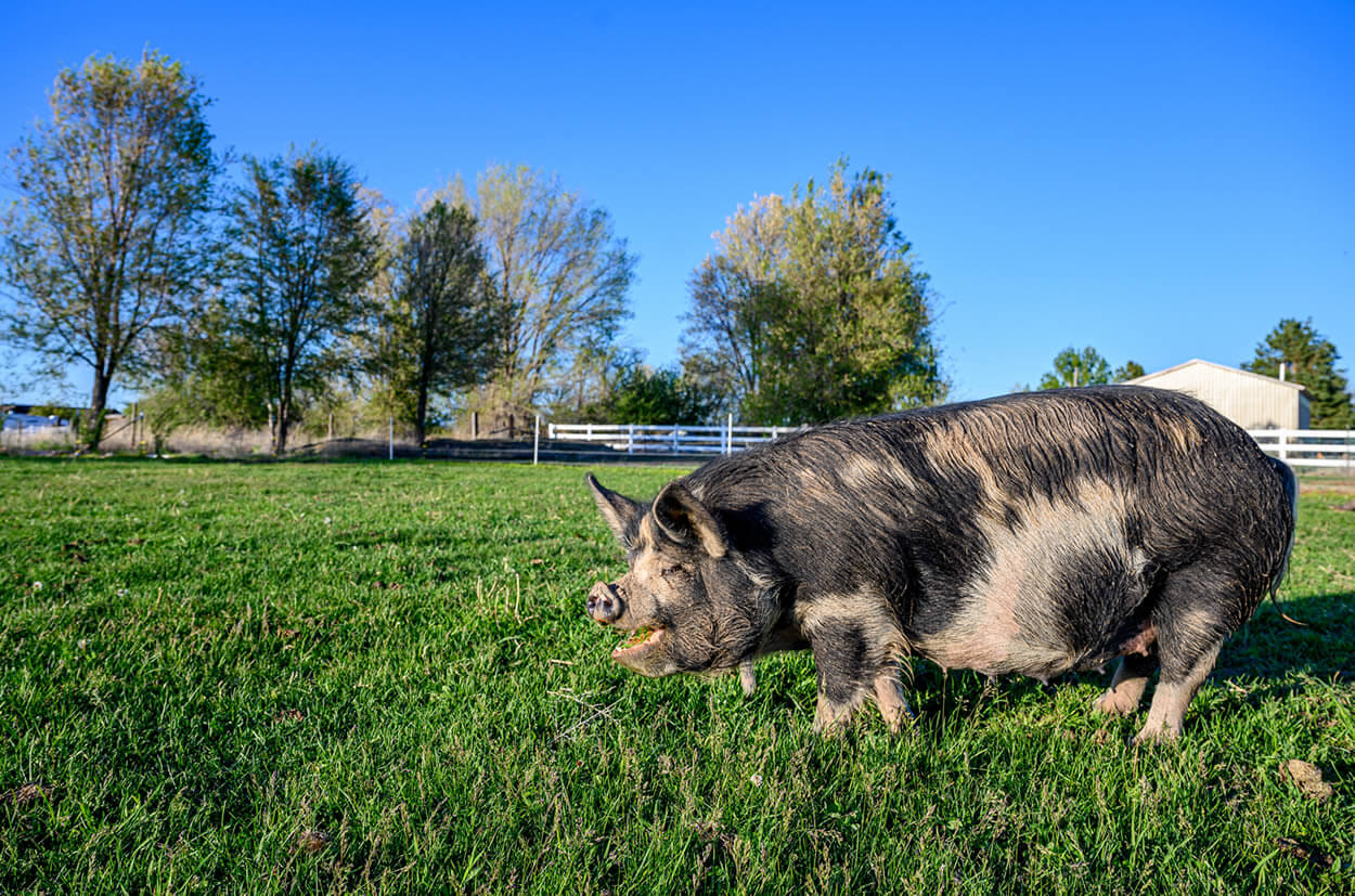 Idaho Pasture Pigs at the farm