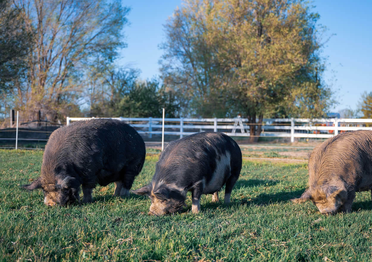 Idaho Pasture Pigs grazing