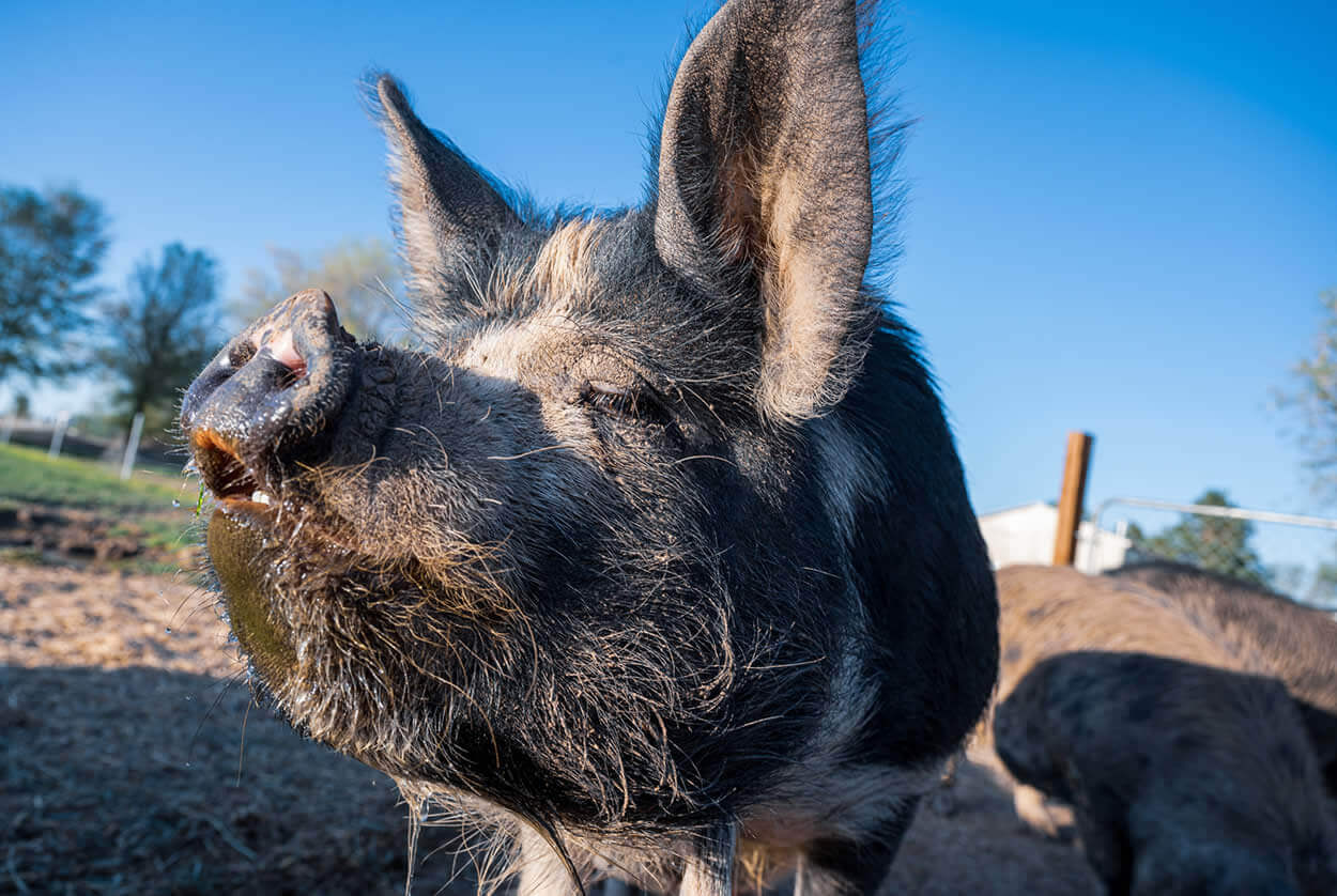 Idaho Pasture Pigs