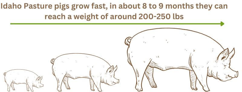 Idaho Pasture pigs grow rate