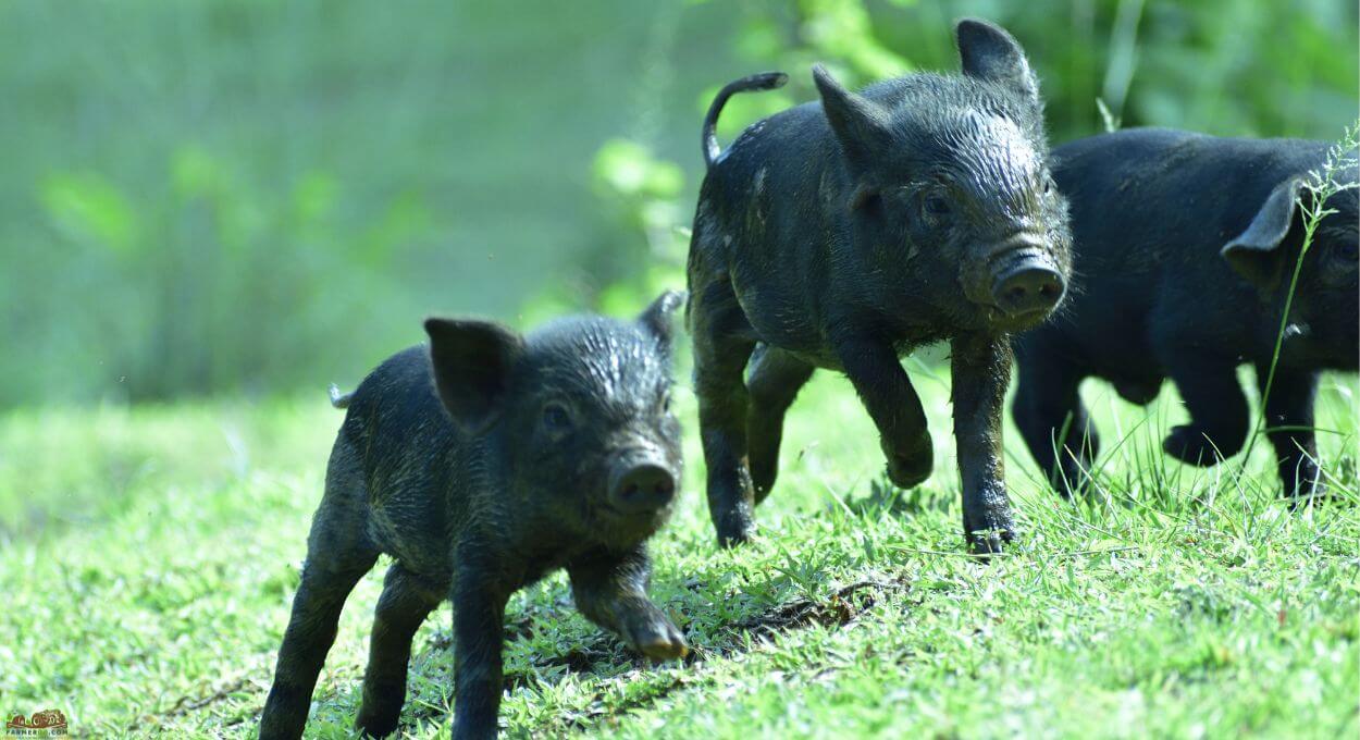 Large Black piglets