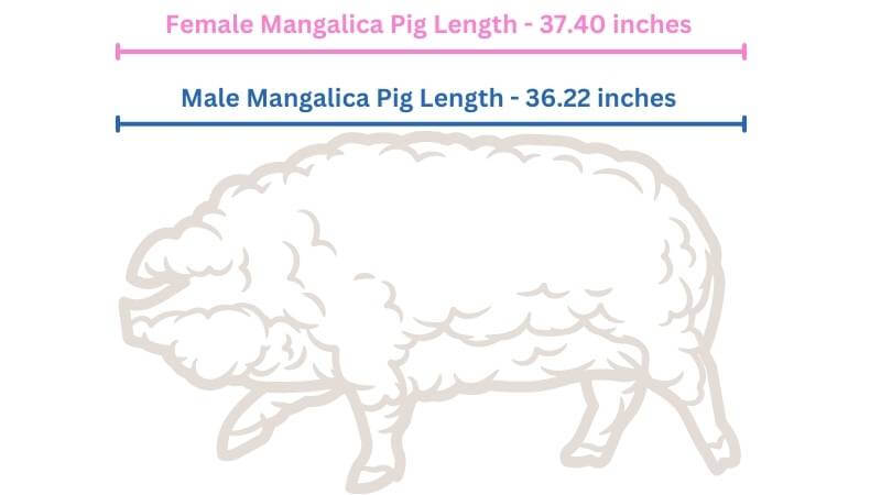 Male and female length for the Mangalica pig