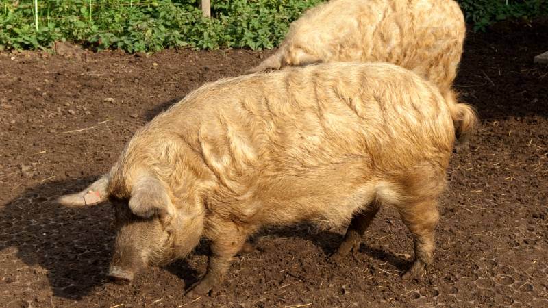 Mangalica - Color Blonde