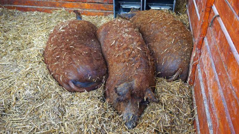 Mangalica - Color red