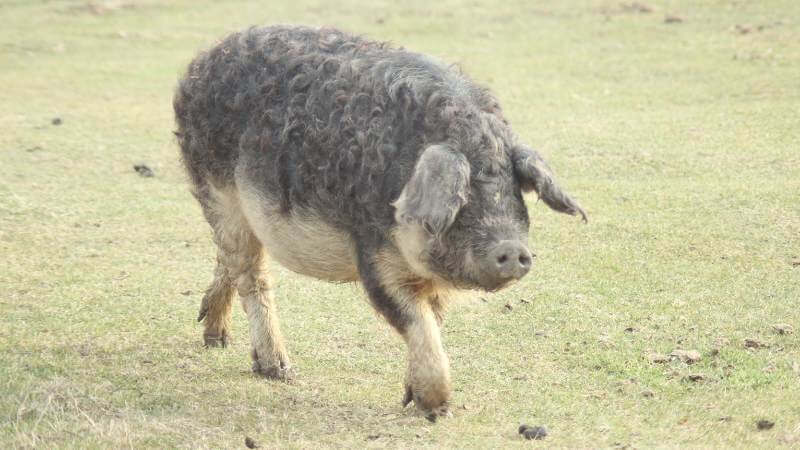 Mangalica - Color swallow-bellied