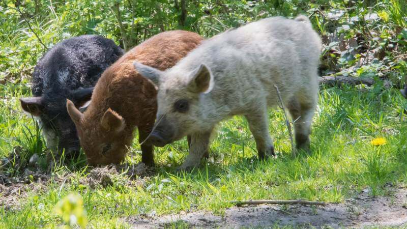 Mangalica Piglets