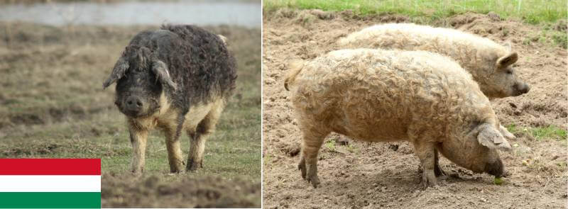 Mangalica pig - The Complete Guide About This Breed