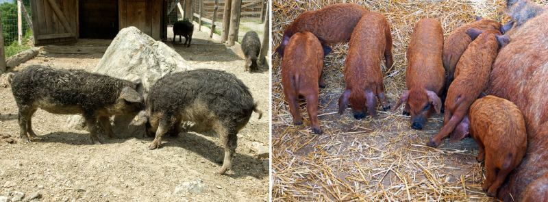 Mangalica pig