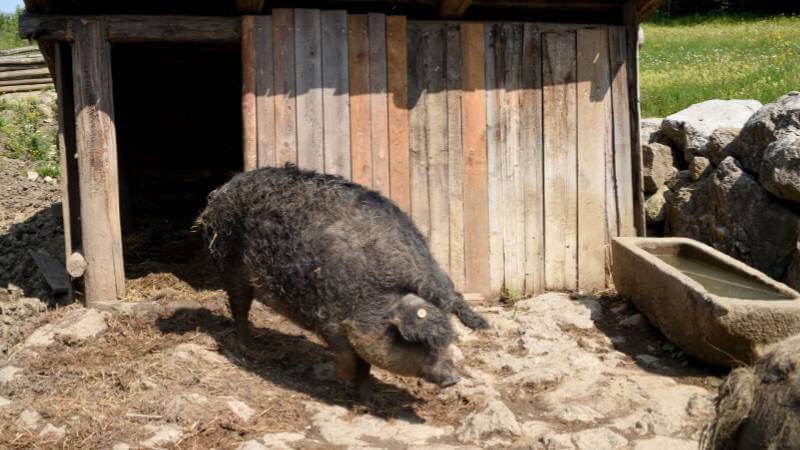 Mangalica pigs barn shelter