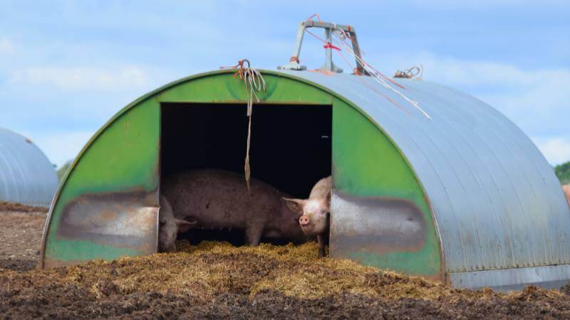 Mangalica pigs shelter