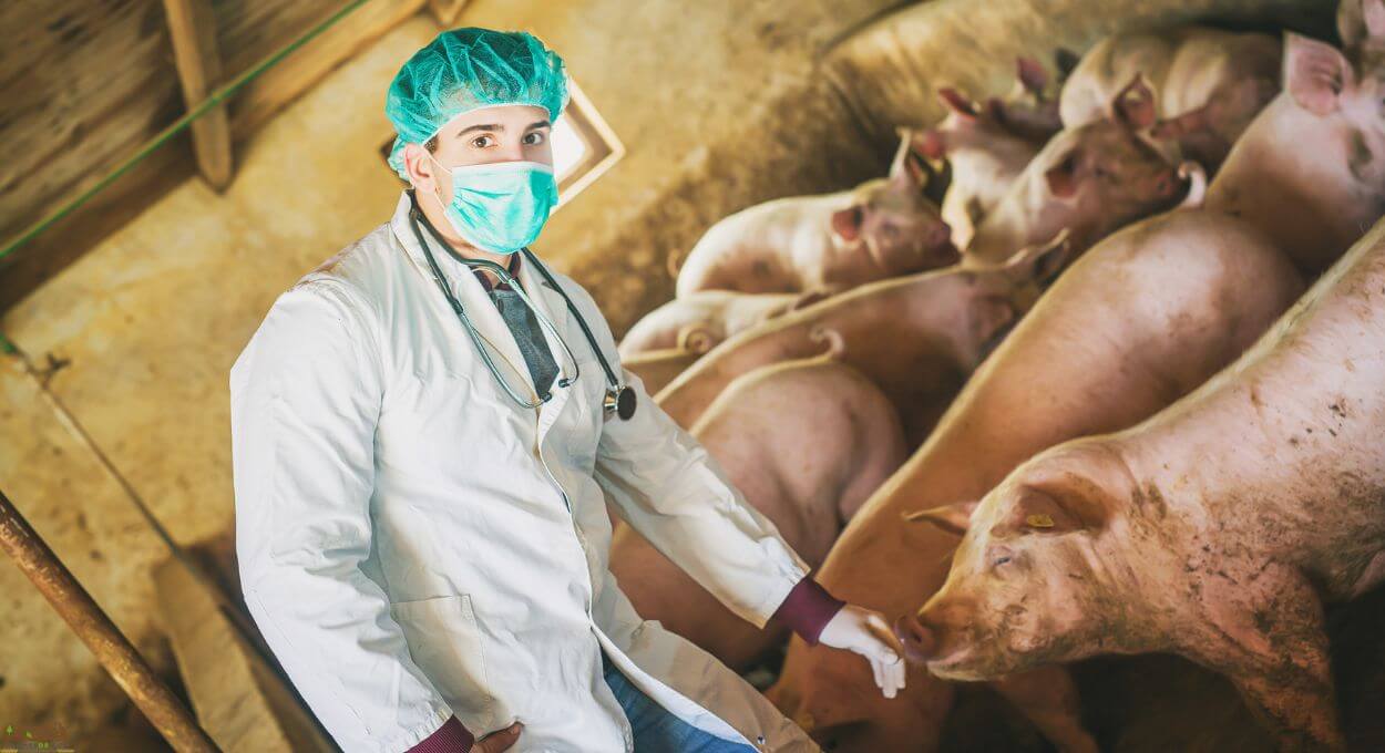 Not having a plan to meet the medical needs of pigs