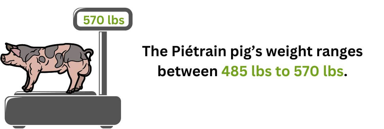 Pietrain pig weight