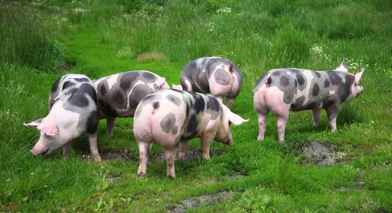 Pietrain pigs