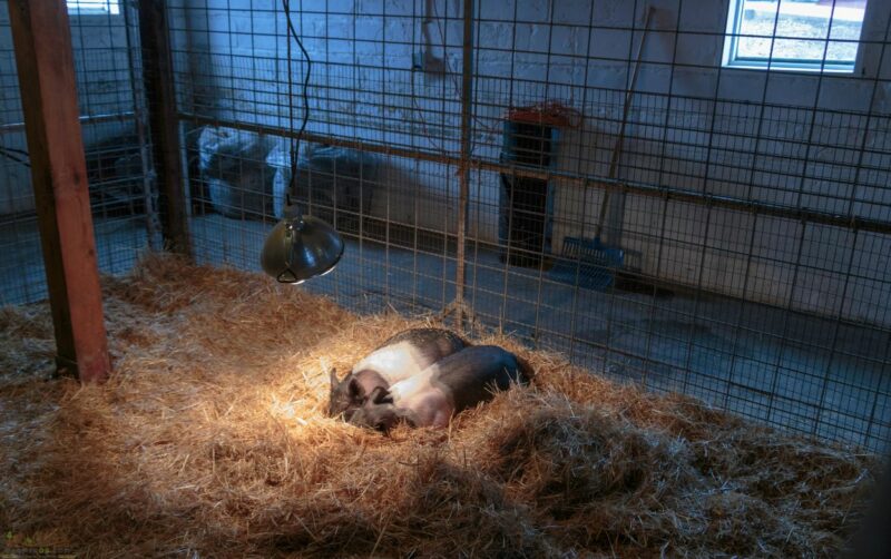 Heating and Temperature Management for Piglets Useful Information