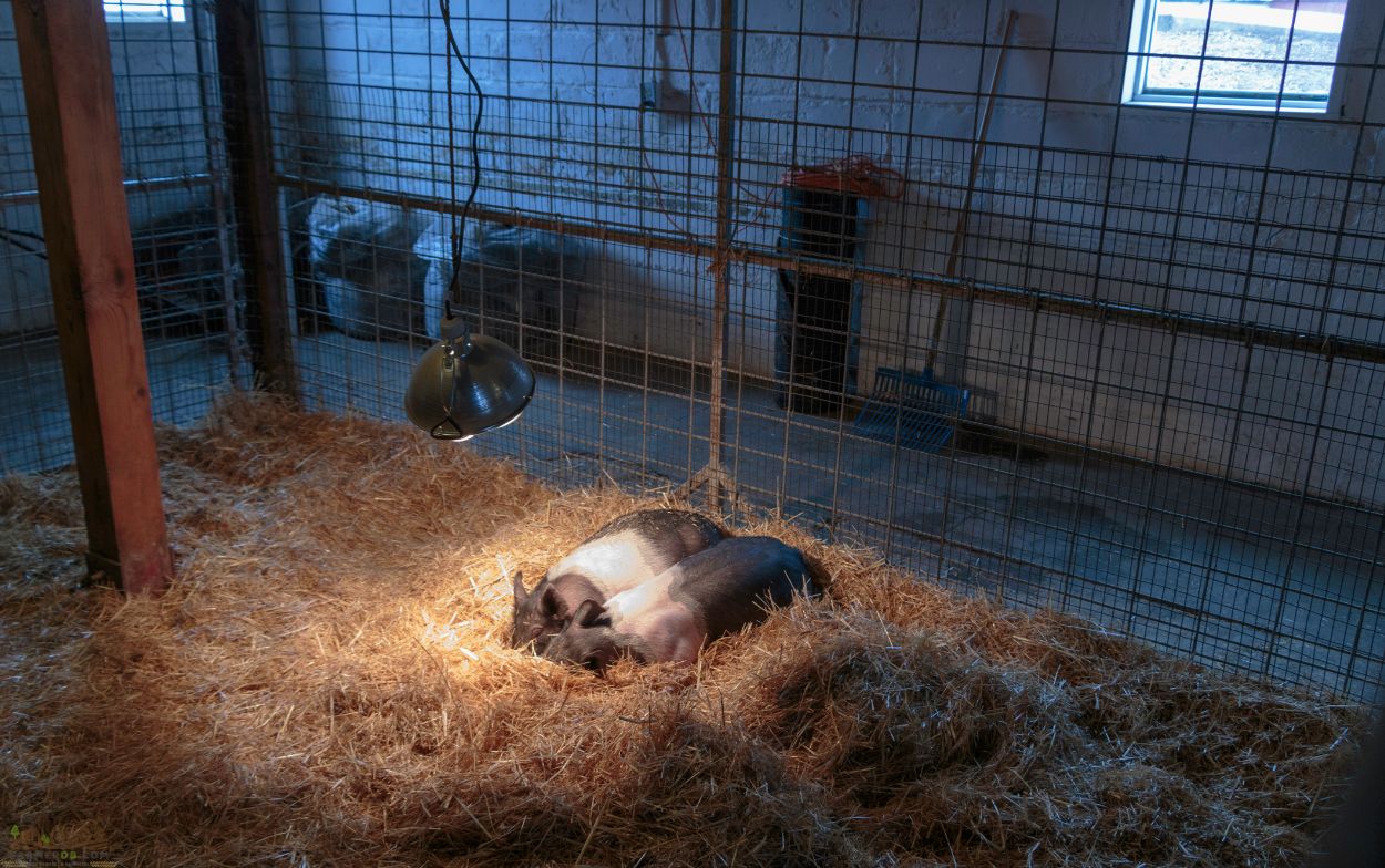 Piglets under the heating lamp