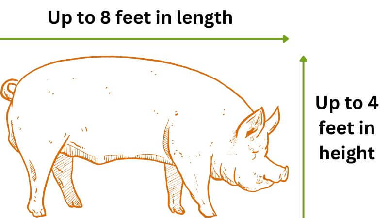 Red Wattle Hog Pig maximum size