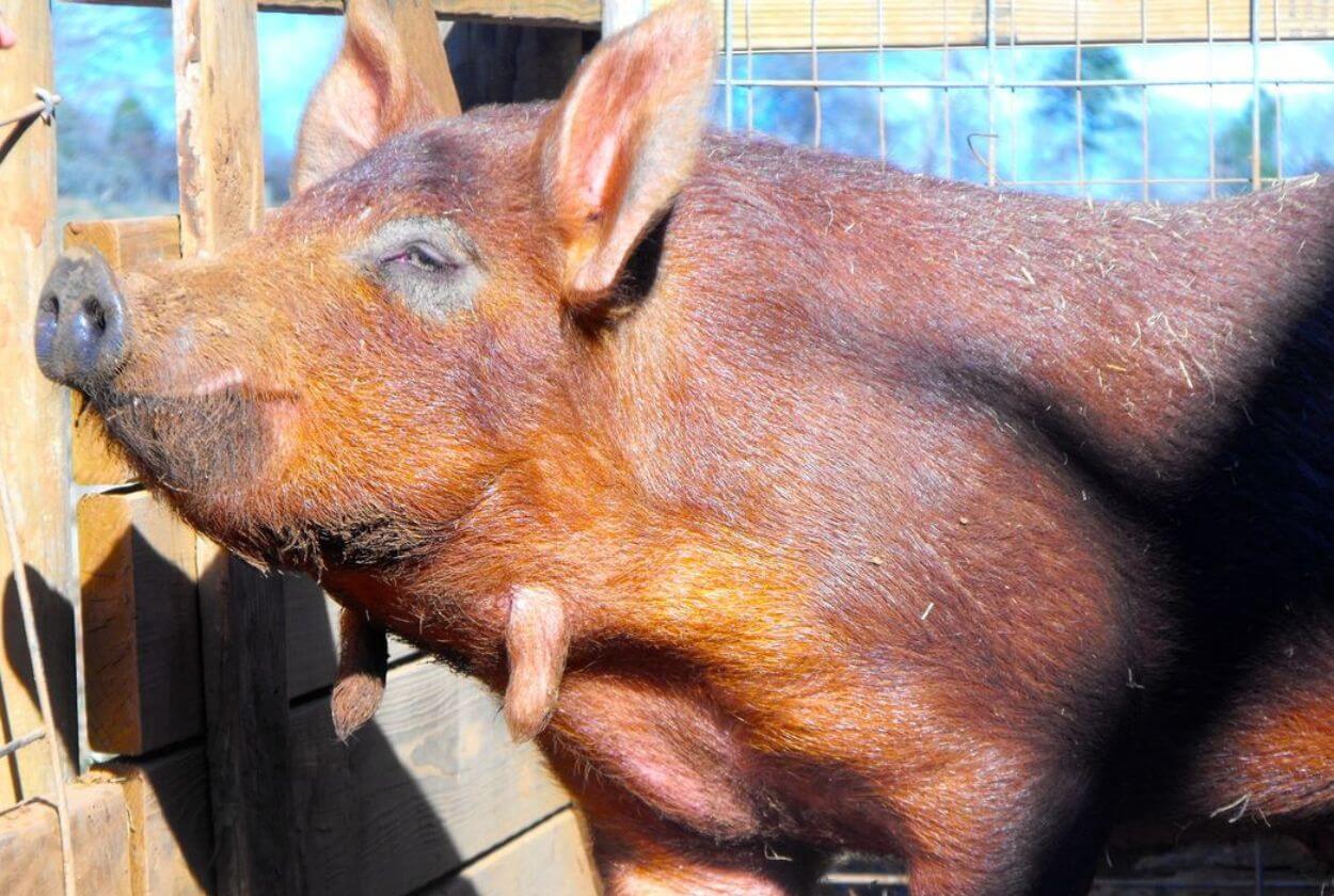 Red Wattle Hog Pigs