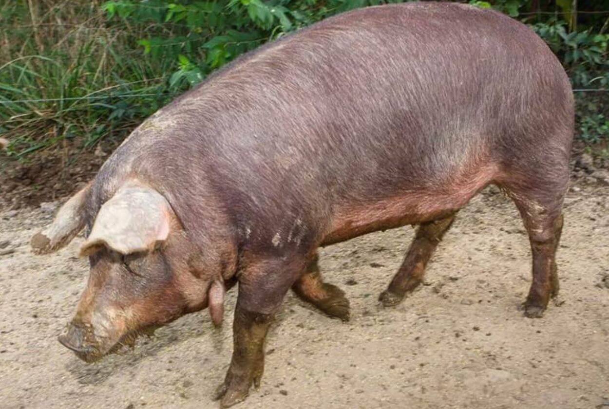 Red Wattle Hog