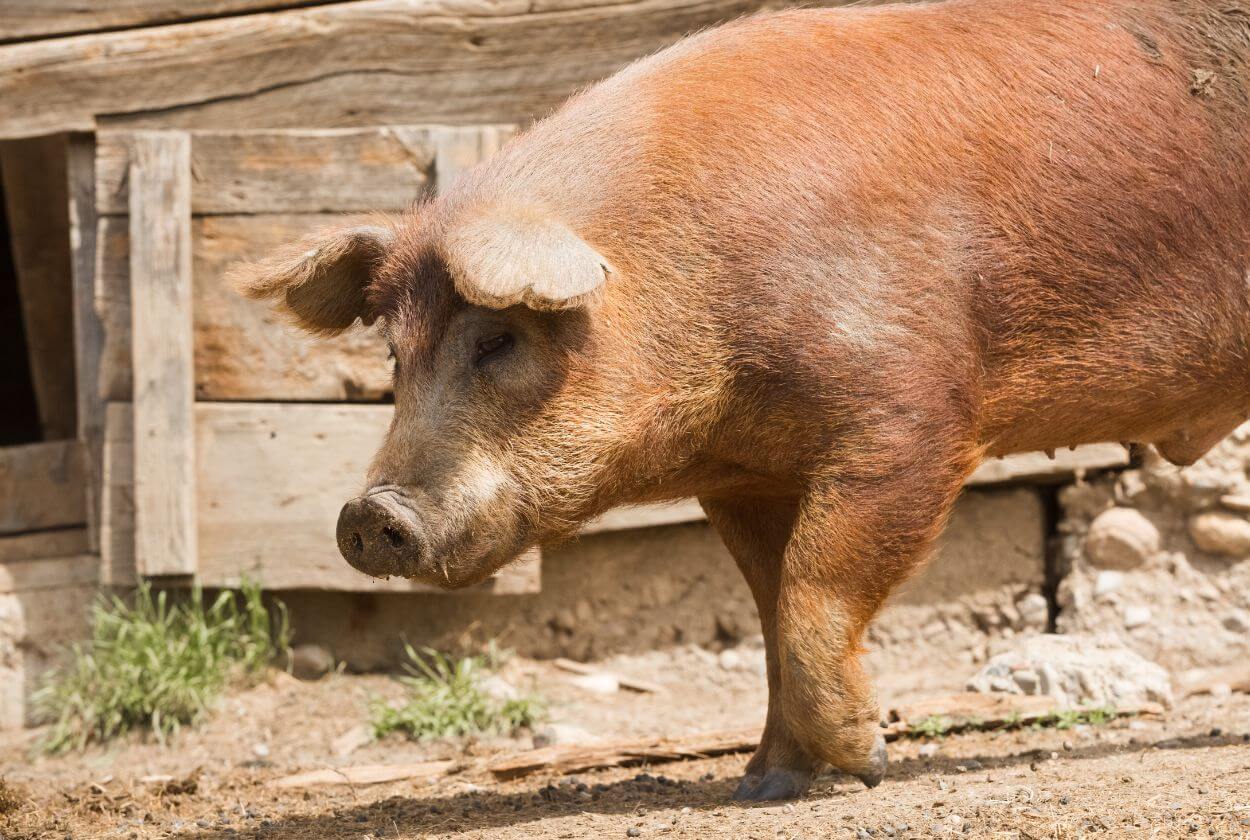 Red Wattle Pig Chest Characteristics