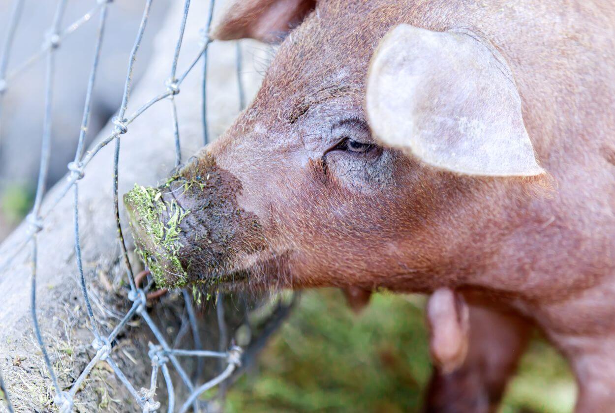 Red Wattle Pig Head Characteristics