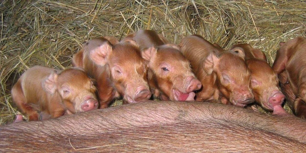 Red Wattle Piglets