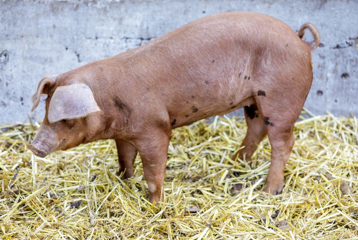 Red Wattle piglet with black spots