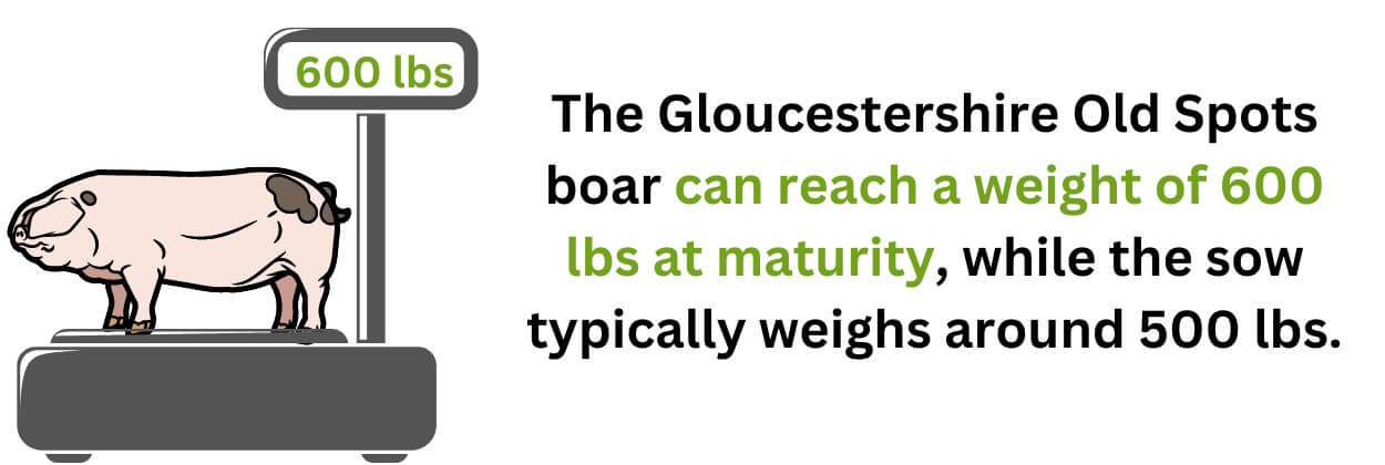 The Gloucestershire Old Spots Weight