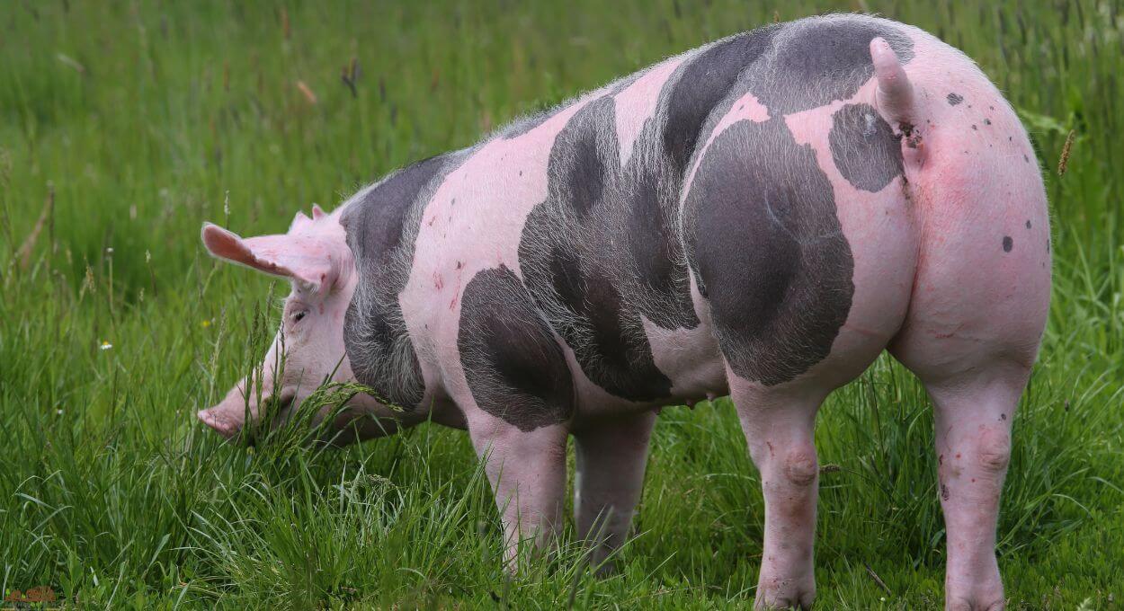 The Pietrain pig is more than just a domestic pig