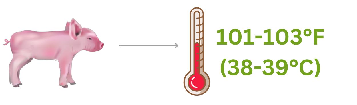 The body temperature of piglets at birth