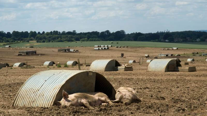 The ideal shelter for Idaho pasture pigs