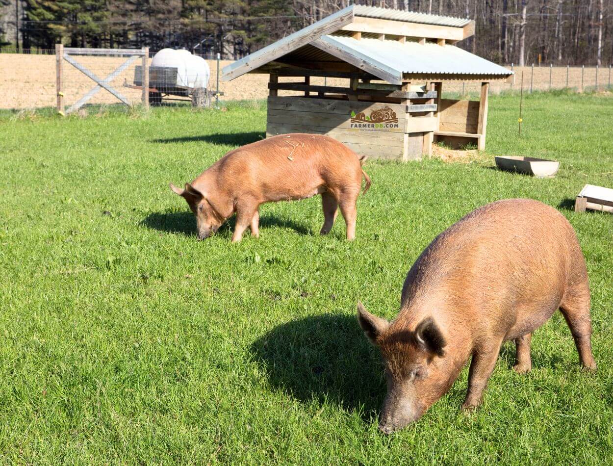 Barn for Tamworth pigs