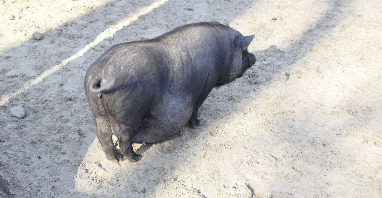 Growing Pot-bellied pigs