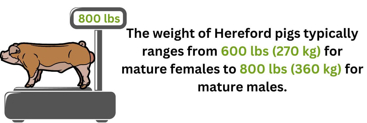Hereford hog weight