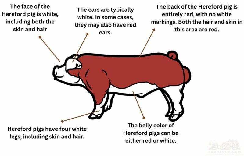 Hereford Pigs Thriving in HighQuality Meat, Fast Growth Rate, and