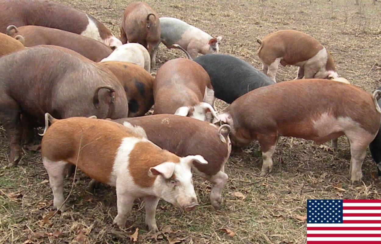 Hereford pigs