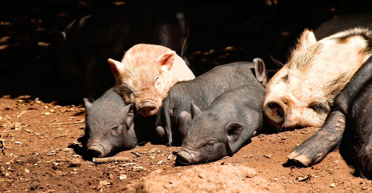History and Origins - Vietnamese potbelly pig
