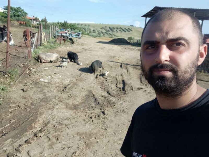 Vietnamese Potbellied Pig The Pig Breed I Raise on My Farm FarmerDB