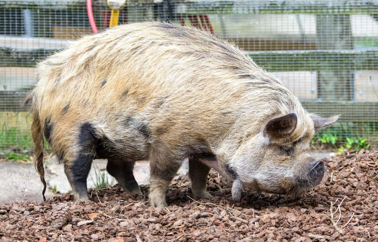 Kunekune Body Characteristics