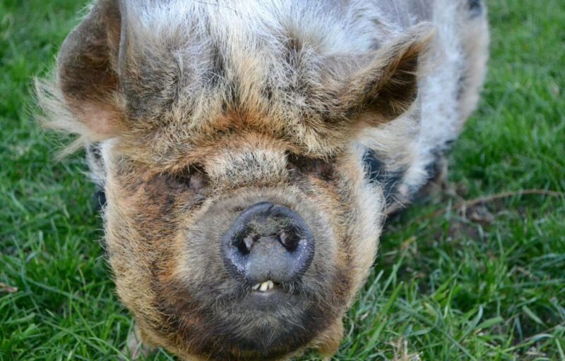 Is It Worth Raising Kunekune Pigs On A Farm? – Farmerdb