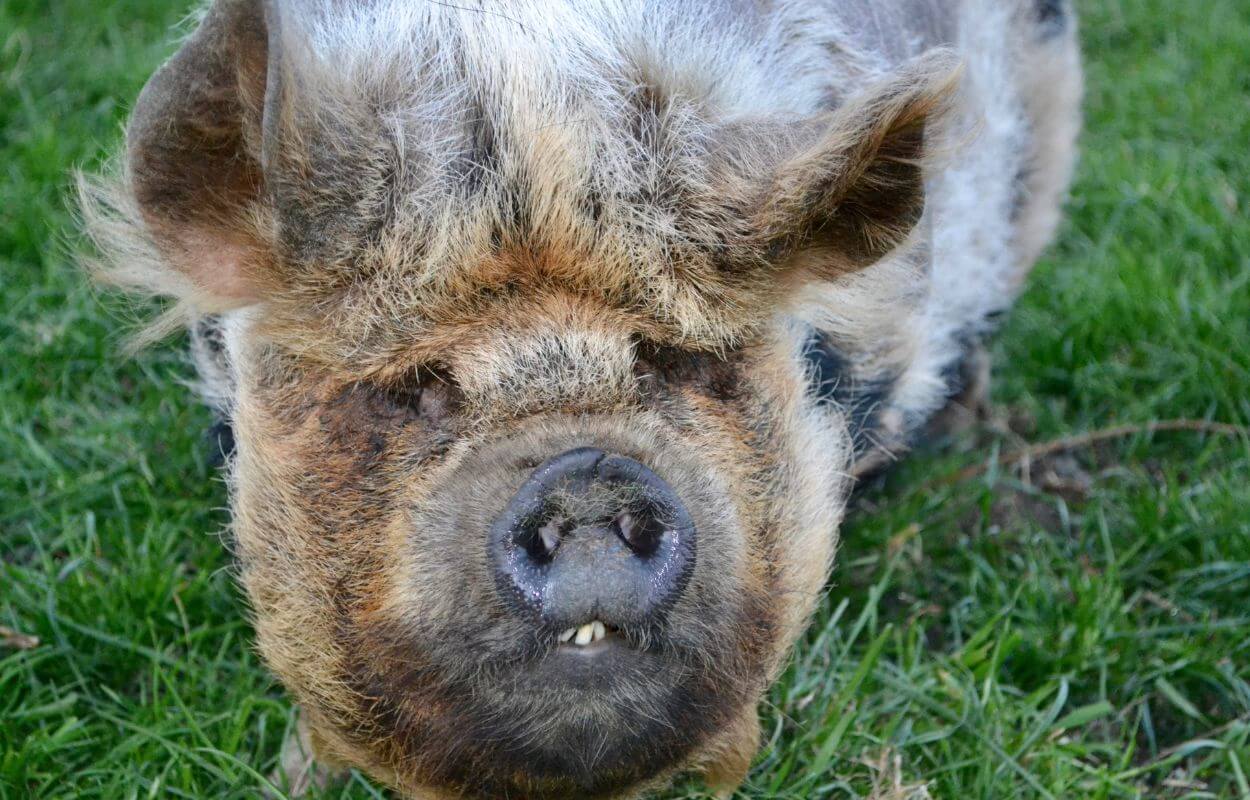 Kunekune - Characteristics Head and Face