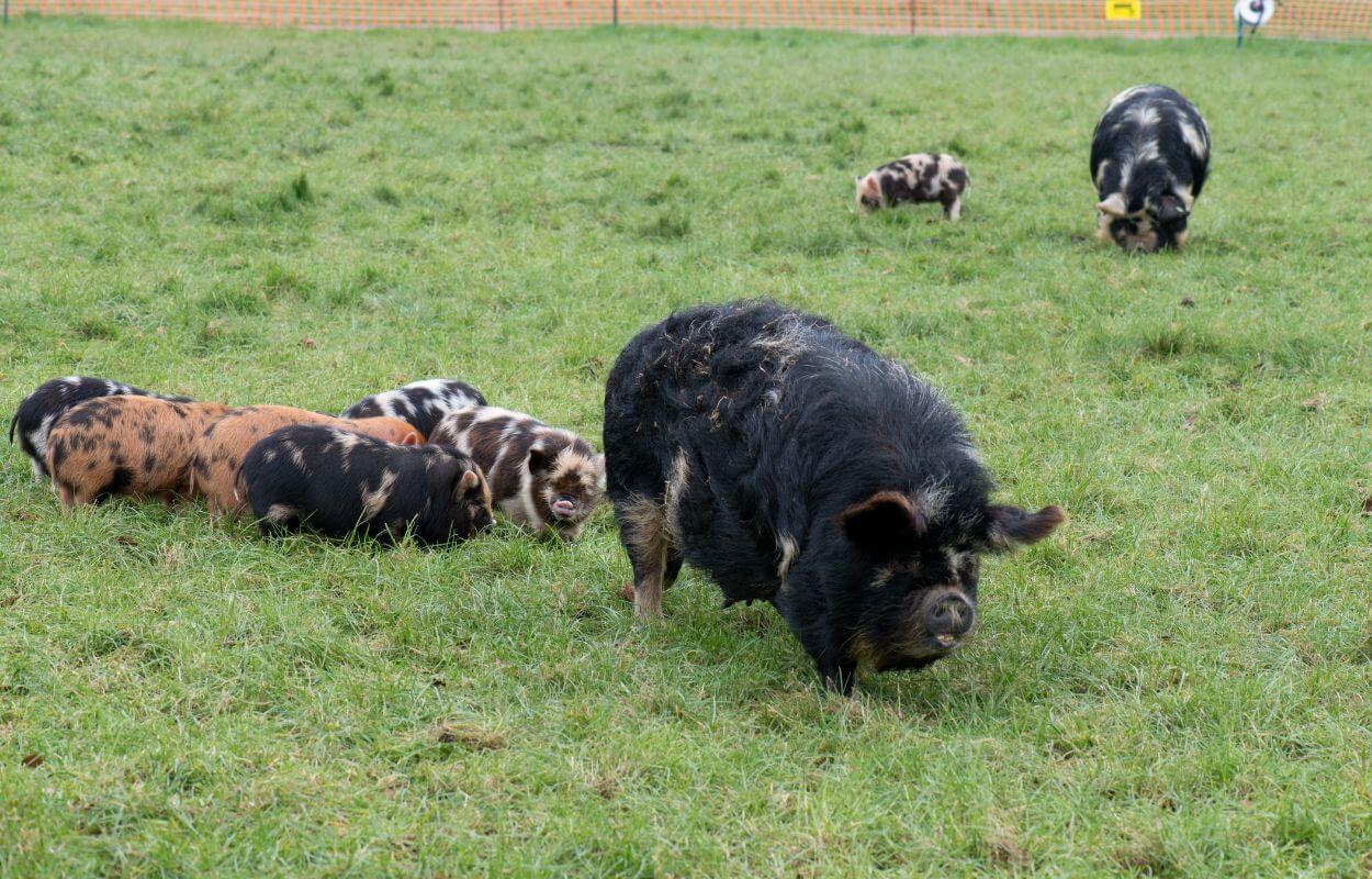 Kunekune - Sow and piglets