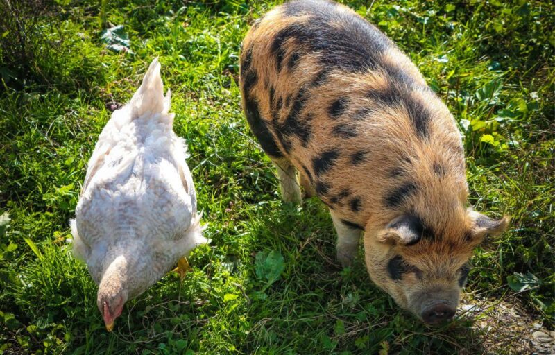 Is it Worth Raising Kunekune Pigs on a Farm? – FarmerDB