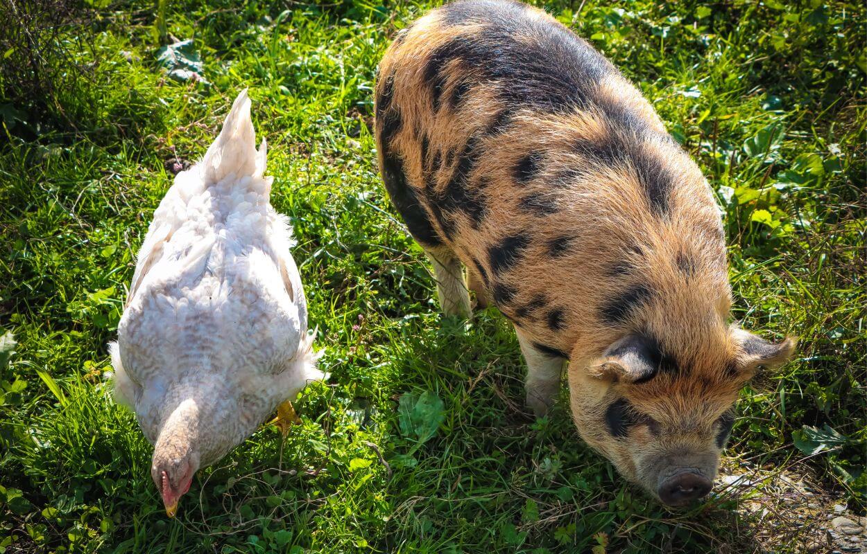 Kunekune pig - Temperament and Behaviour