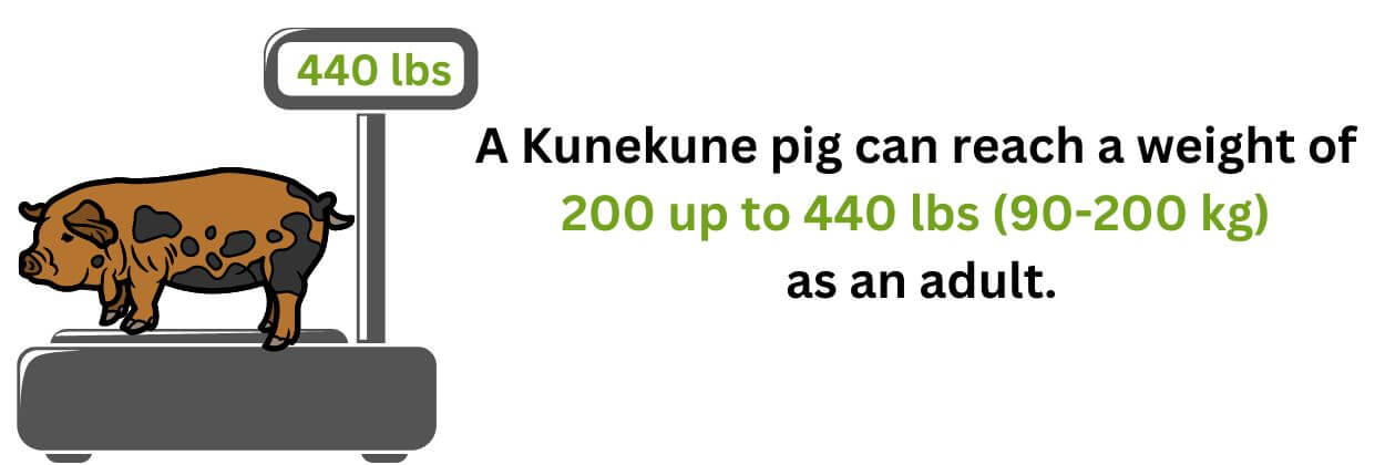 Kunekune pig weight