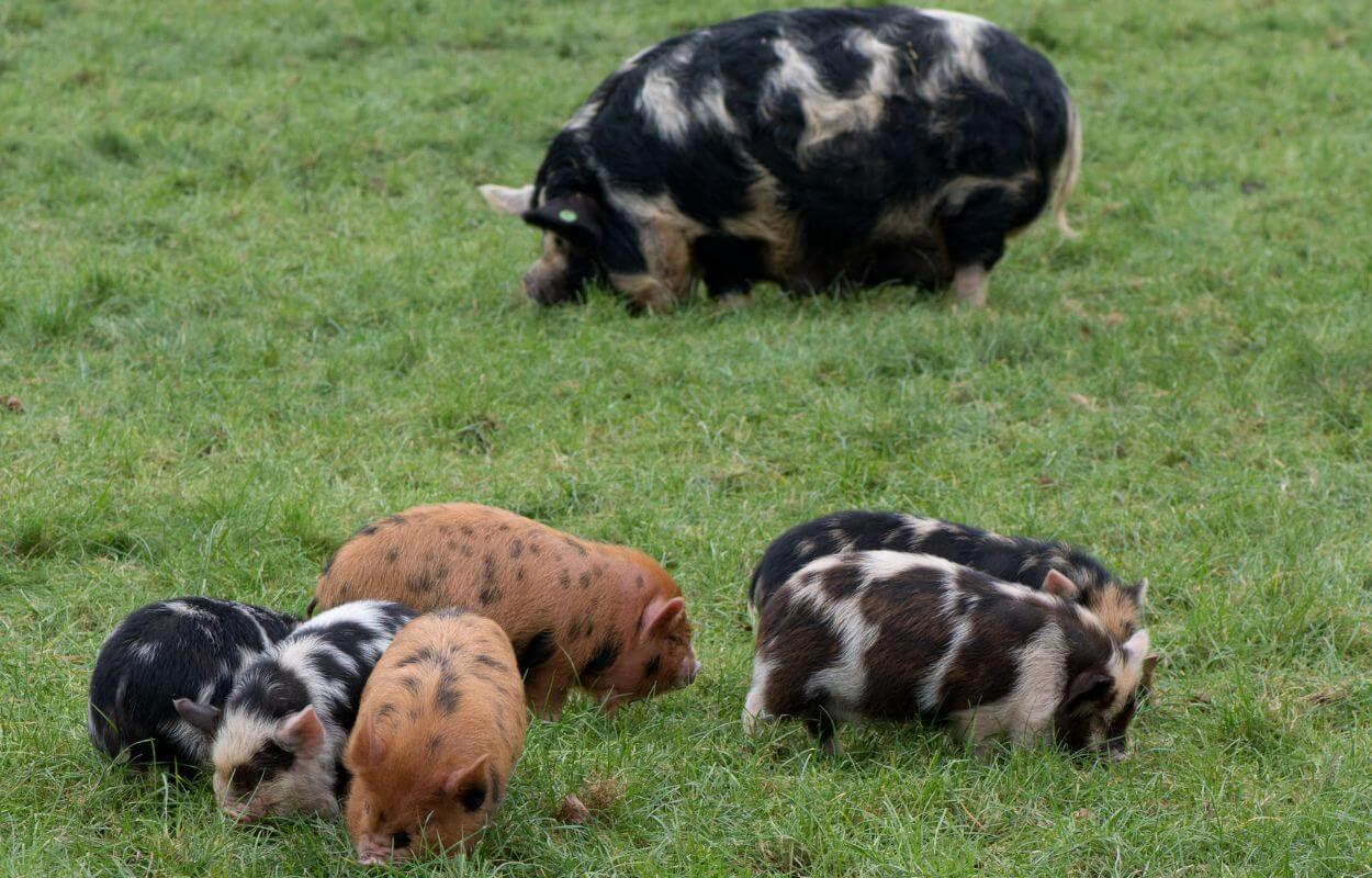 Kunekune piglets and sow